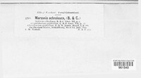 Marssonina ochroleuca image